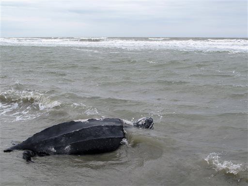 Leatherback sea turtle